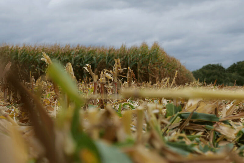 Maiszünslerbekämpfung im Herbst