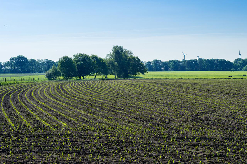 Maisfeld mit Jungpflanzen