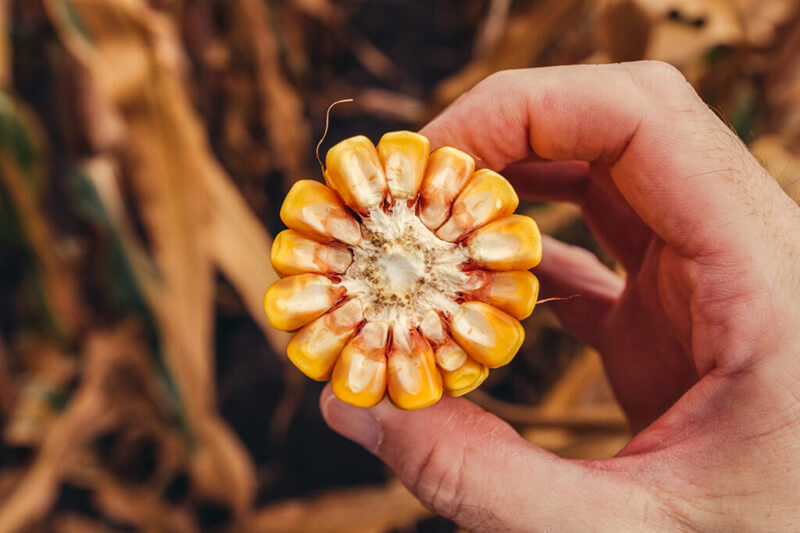 CCM-Mais anbauen und Corn-Cob-Mix produzieren