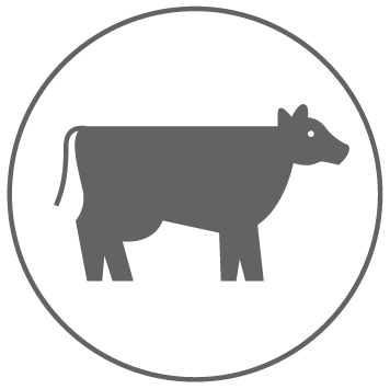 pig icon