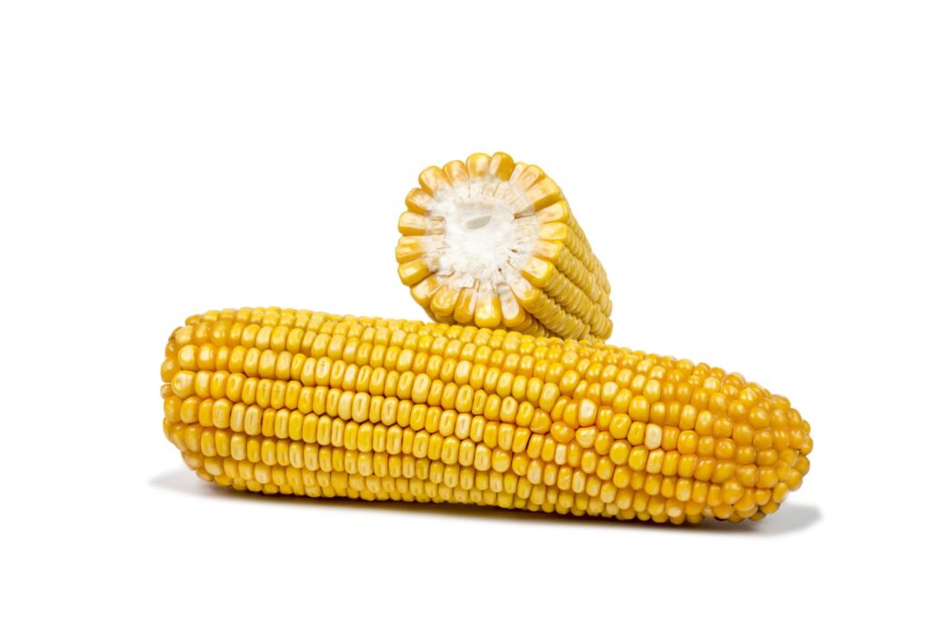 Ein ganzer Maiskolben und ein Maiskolben im Querschnitt der Sorte Farmoritz