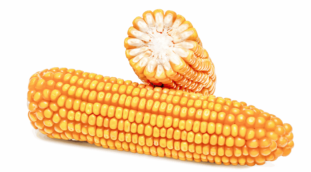 Maiskolben ganz und im Querschnitt der Sorte FARMBEAT