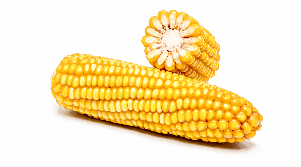 Ganzer Maiskolben und Maiskolben im Querschnitt der Sorte Farmquick.