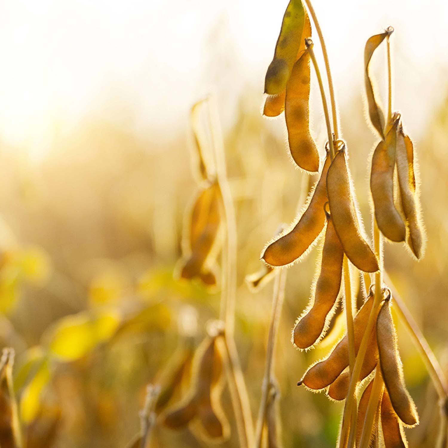 Reife Sojabohnen an der Pflanze