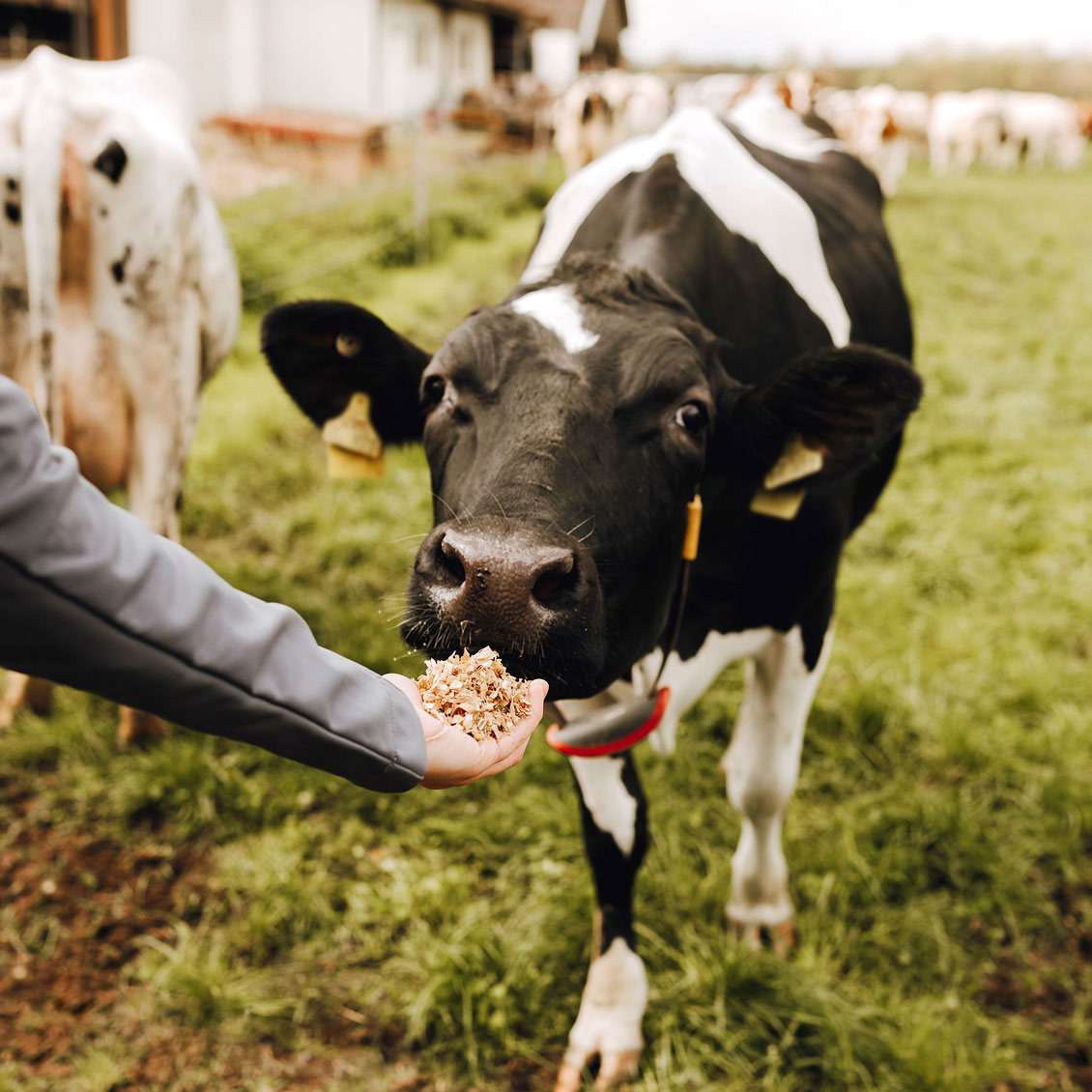 Kuh auf Weide wird von Hand gefüttert