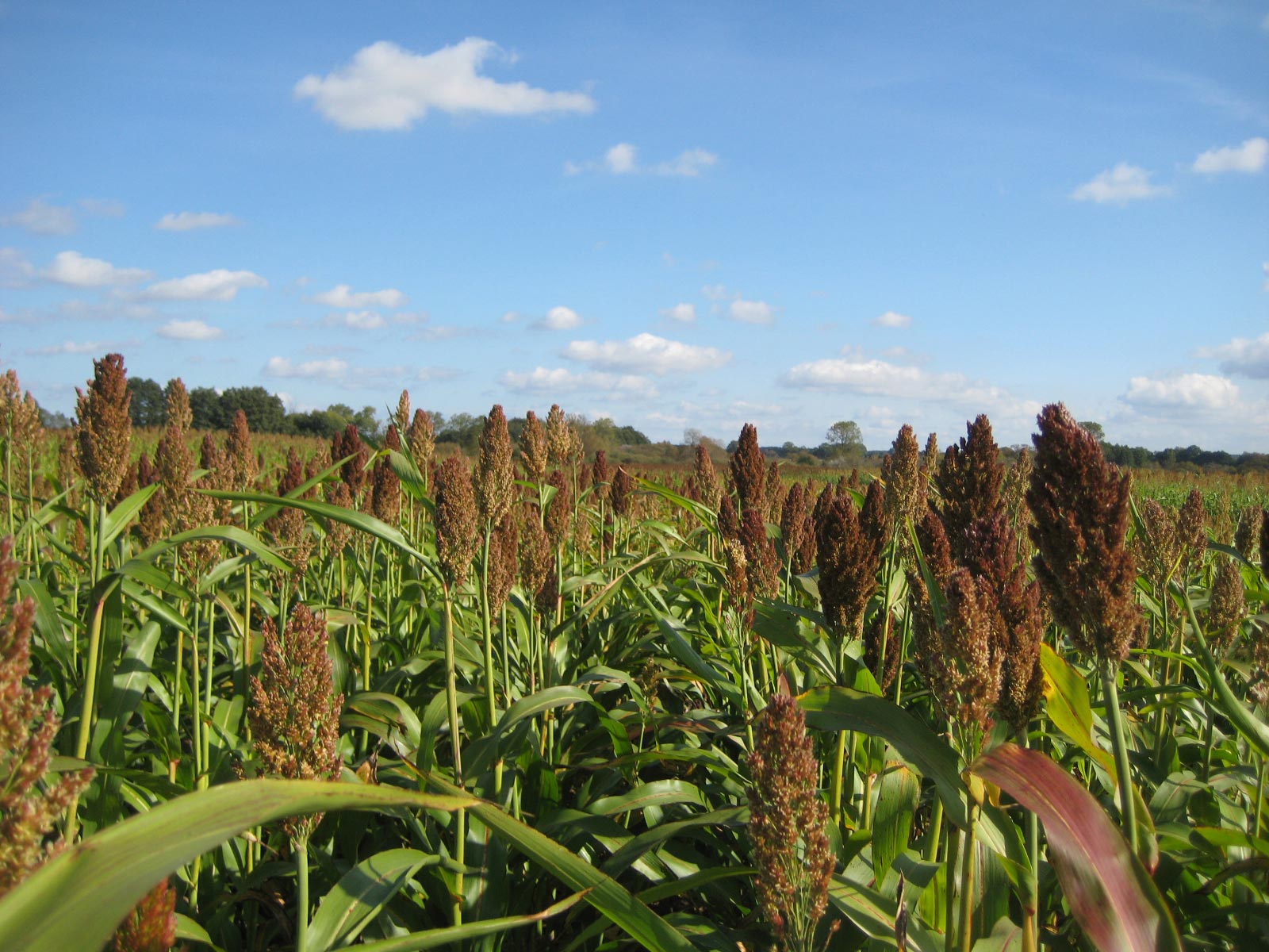Sorghum-Feld in der Blüte