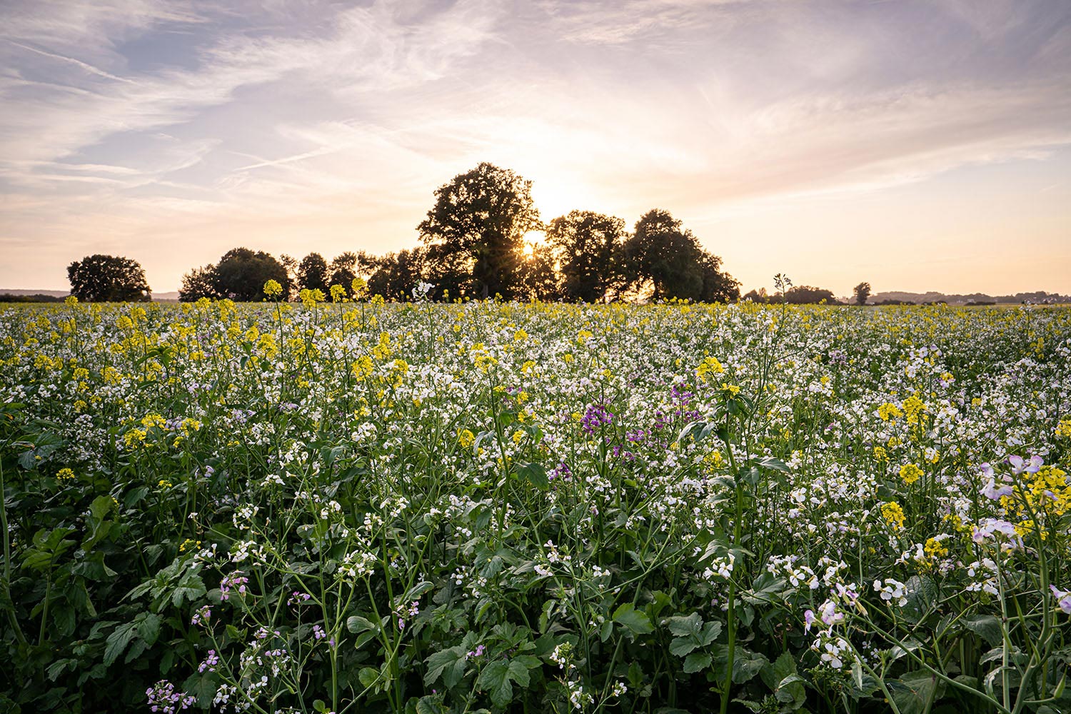 Feld bei Sonnenuntergang mit Wildblumen