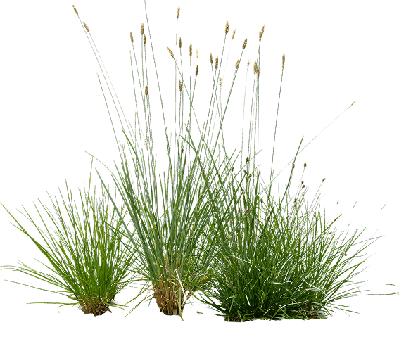 Gräser aus der Mischung FARMCOVER Special.