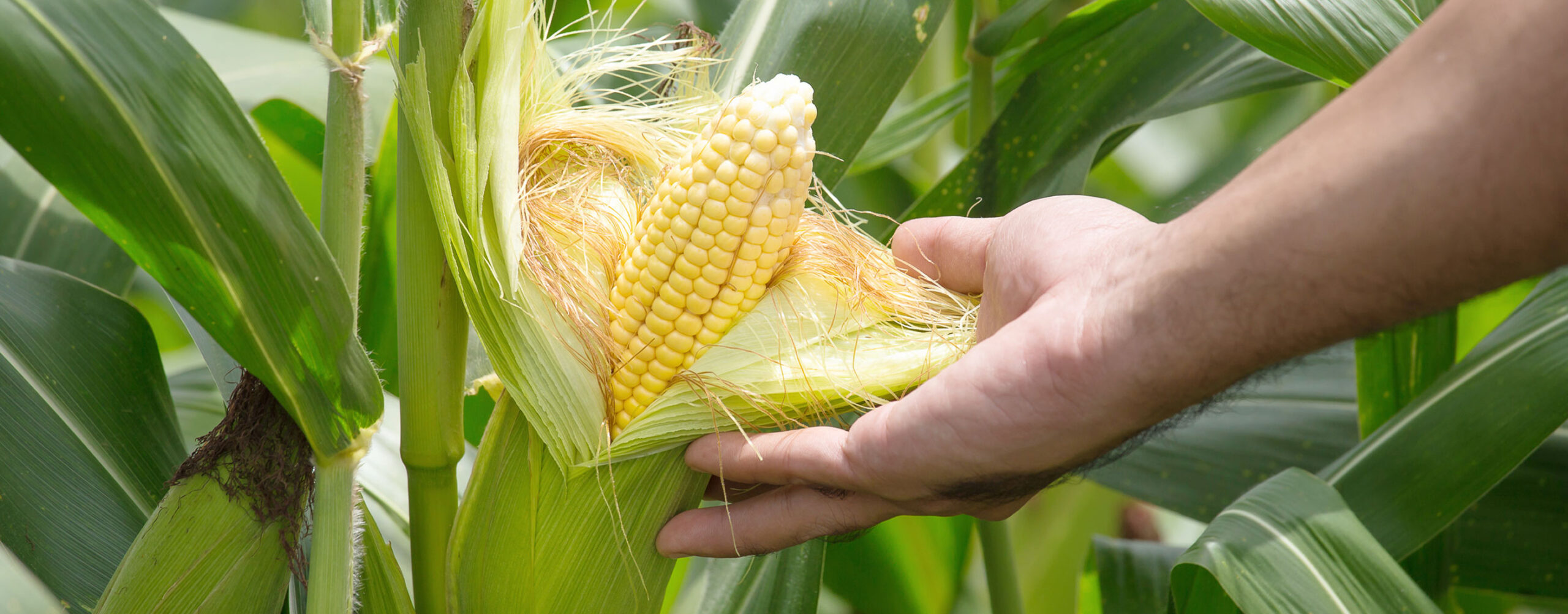 Hand an einem Maiskolben, dessen Lieschen sich halb geöffnet hat