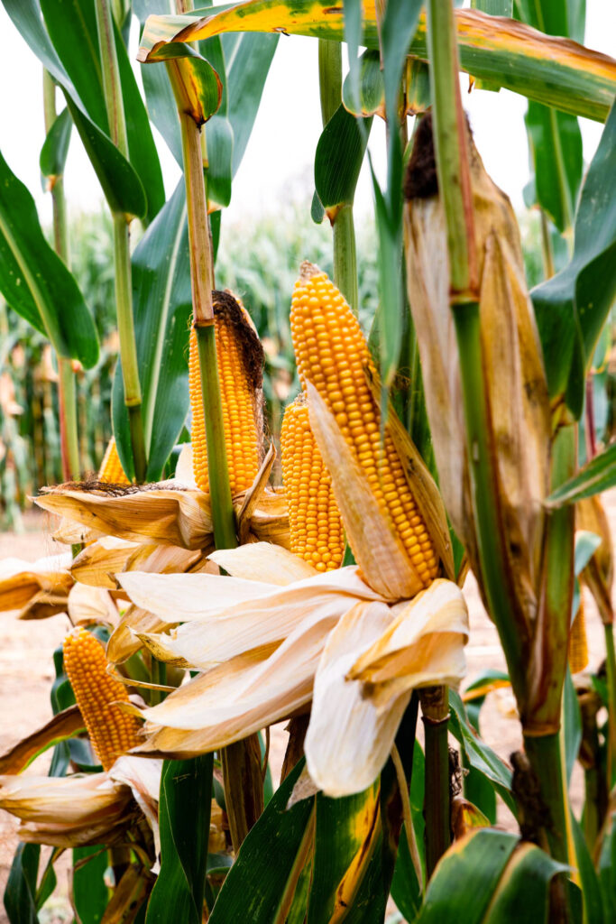 Maiskolben an der Pflanze mit fast welken Lieschen