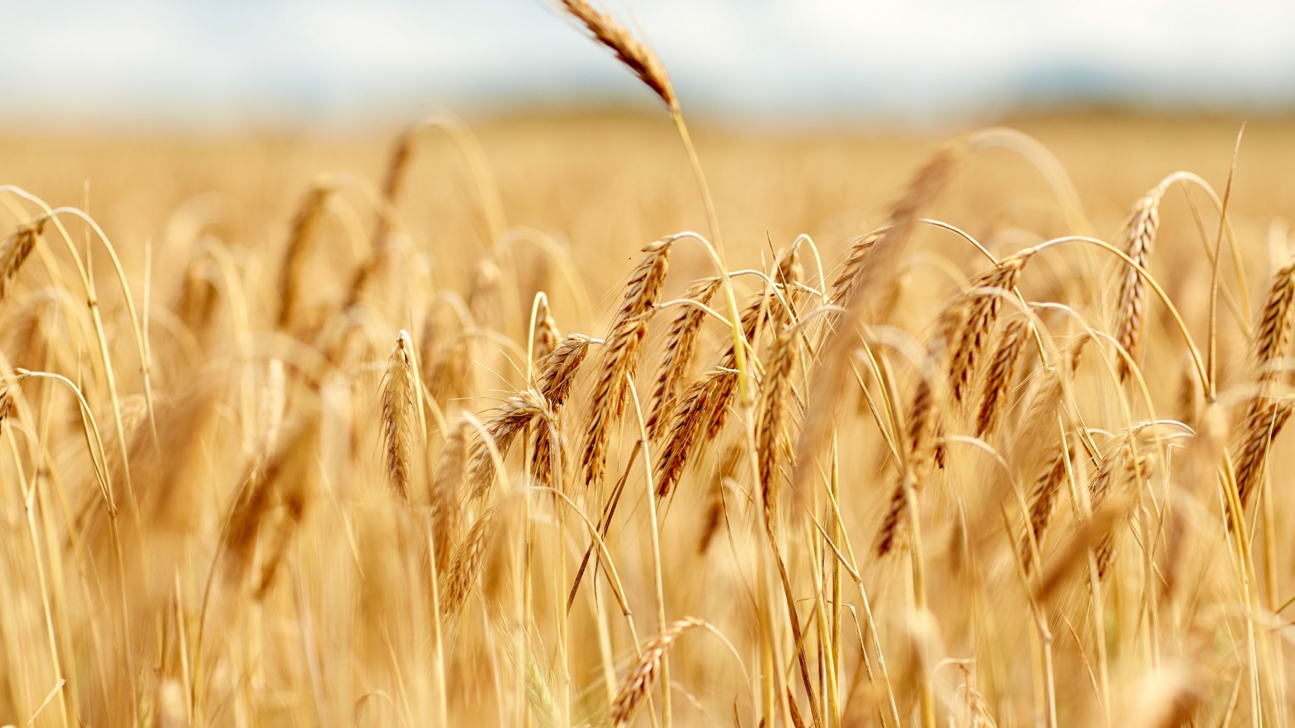 Feld mit Hybridroggen