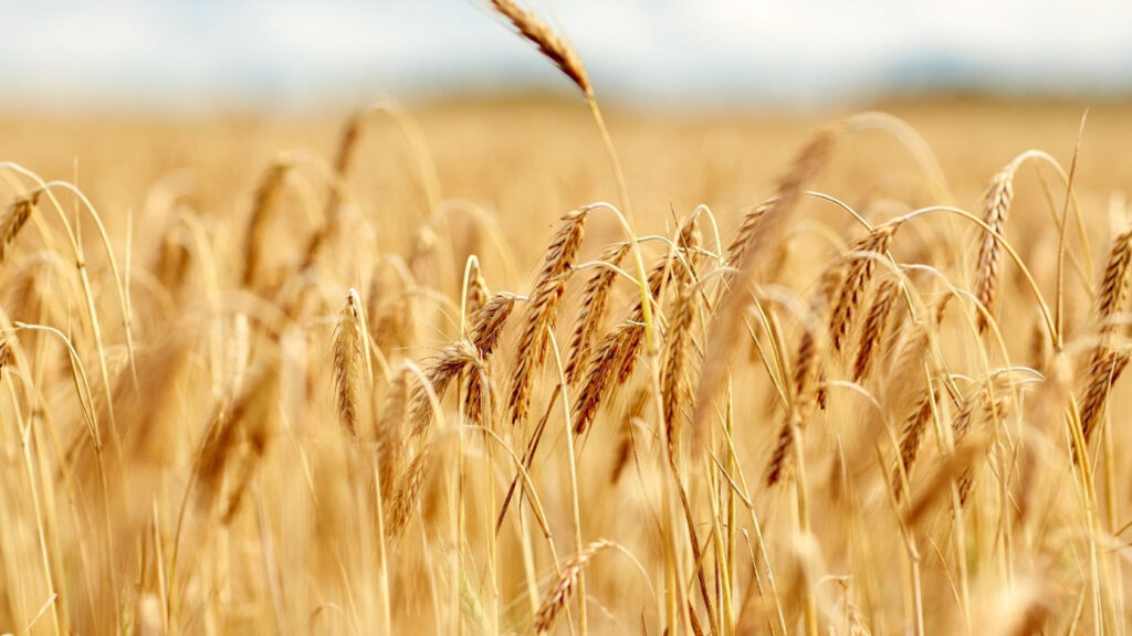 Hybridroggen – farmsaat erweitert sein Saatgut-Portfolio