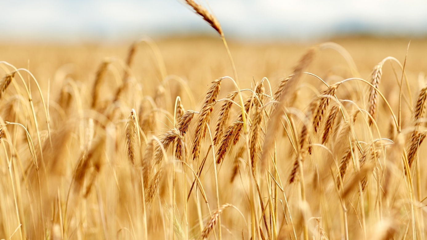 Hybridroggen – farmsaat erweitert sein Saatgut-Portfolio